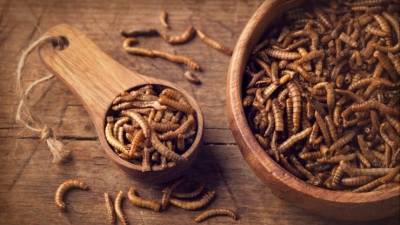 Докатились: власти Евросоюза разрешили употреблять в пищу мучных червей