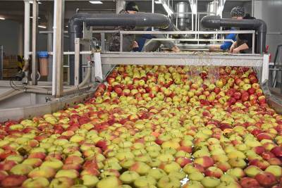 Около 89 тысяч тонн плодов и ягод собрано в Липецкой области в 2020 году