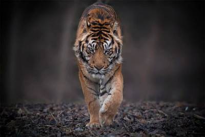 В российском регионе нашли истощенного амурского тигра