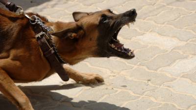 Агрессивная собака напала на 11-летнего ребенка в Крыму