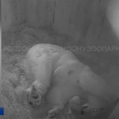 Зоопарк Ростова поделился трогательными кадрами игры белого медвежонка и его мамы Кометы