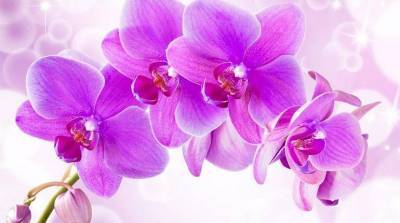Как ухаживать за орхидеями 5 важных советов
