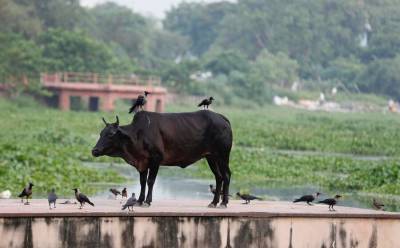 В Индии арестовали мужчину по закону о защите коров