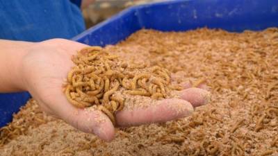 Власти Евросоюза признали мучных червей безопасной едой для людей