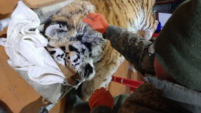 Замерзшую тигрицу спасают в Хабаровском крае