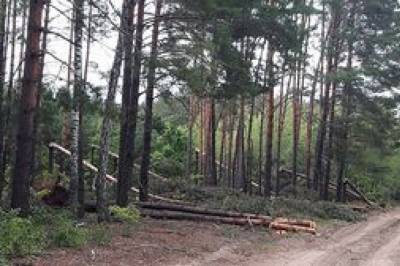 Убили и вывезли в лес: в Полтавской области нашли труп пропавшего без вести