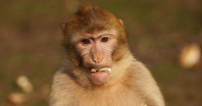 На Бали обезьяны научились воровать вещи подороже, чтобы получить более ценный выкуп