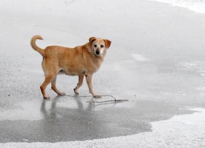 В Подмосковье спасатели вывели со льда водоема собаку