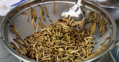 В ЕС признали безопасным употребление в пищу одного из видов червей. Среди преимуществ — высокое содержание белка