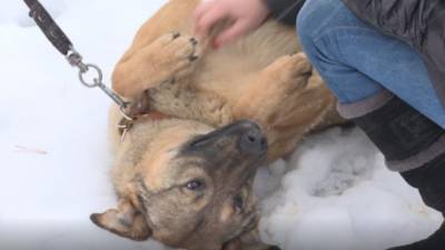 Петербуржец получил полгода исправительных работ за избиение собаки молотком