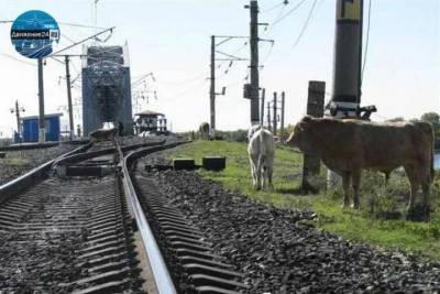 В районе Сочи поезд врезался в стадо коров