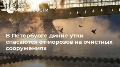 В Петербурге дикие утки спасаются от морозов на очистных сооружениях