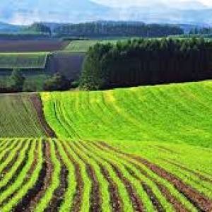 В Запорожской области без торгов отдали фермерам землю стоимостью 65 млн грн