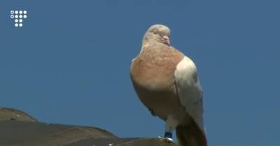 В Австралии усыпят голубя, который случайно залетел туда из США. Потому что формально птица нарушила карантин