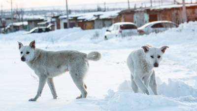 В Улан-Удэ временно отменят закон о гуманном отношении к животным