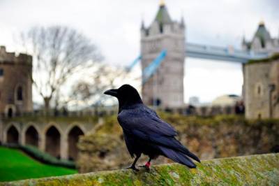 С Лондонского Тауэра исчез один из шести воронов: почему это плохой знак для Великобритании