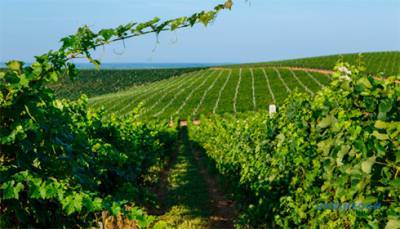 Кабмин поддержал национальных виноградарей и виноделов