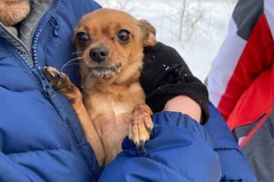 Собака три дня сторожила тело погибшей хозяйки под Красноярском