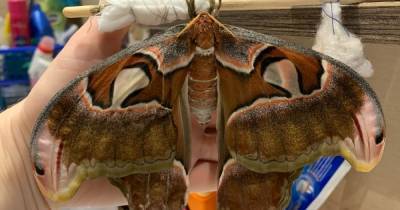 Крыло размером с ладонь: жительница Советска вырастила дома гигантскую бабочку