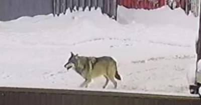 Жителей Одинцова напугал волк, разгуливающий по улицам