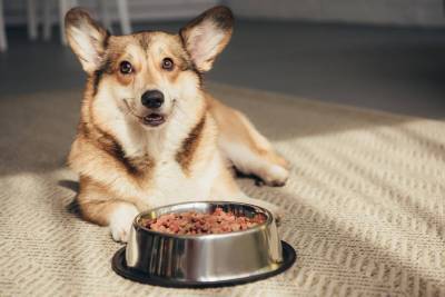 Чем и как кормить собаку для улучшения иммунитета и профилактики заболеваний?