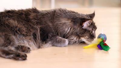 Российские медики впервые обследовали кота с коронавирусом