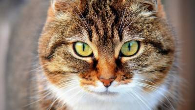 Петербургские медики обследуют зараженного COVID-19 домашнего кота