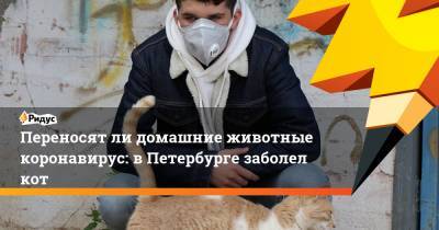 Переносят ли домашние животные коронавирус: в Петербурге заболел кот