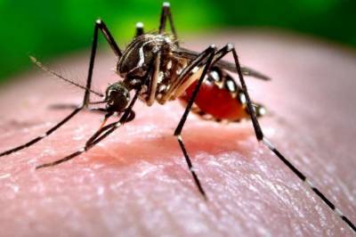 В Киеве зафиксировали 2 случая заражения малярией: Болезнь подхватили в Танзании