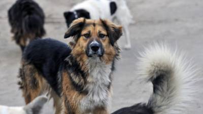 В Иркутской области завели дело об издевательствах над животными