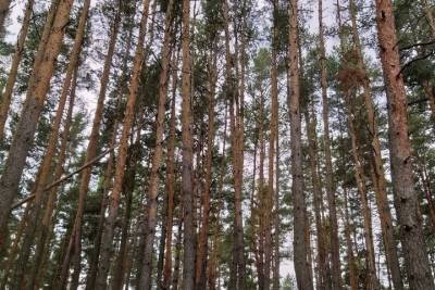 Почти 9 млрд планируют вложить власти в сохранение воронежских лесов