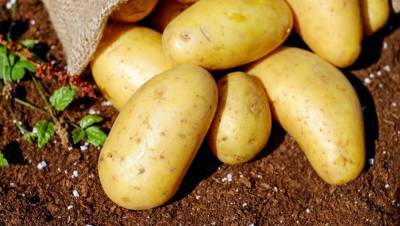 Названы полезные качества картофеля для организма
