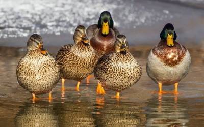 В Вологде боятся за судьбу замерзающих в прудах утках