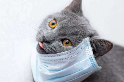 В России домашний кот заразился коронавирусом от людей