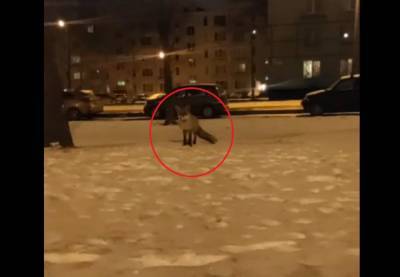 Биолог объяснил, почему в Петербурге слишком часто стали бродить лисы