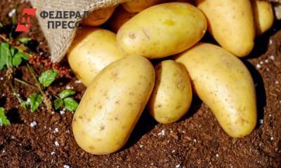 Ученые назвали полезные свойства картофеля