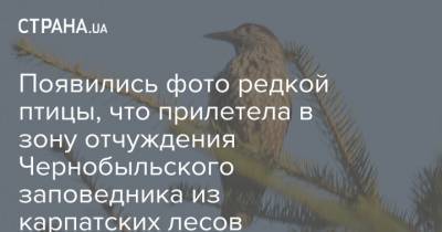 Появились фото редкой птицы, что прилетела в зону отчуждения Чернобыльского заповедника из карпатских лесов