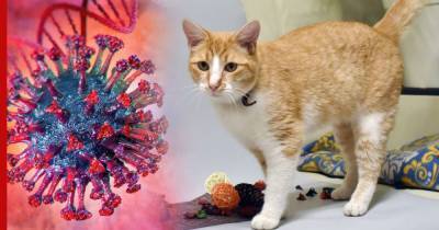 Штамм коронавируса у зараженного кота определили российские ученые