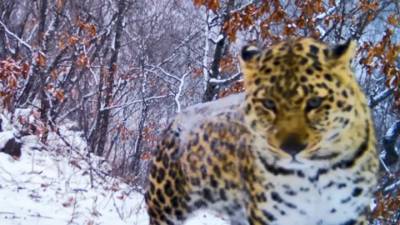В Приморье сняли редкие кадры прогулки леопарда