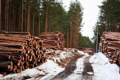 «Черные лесорубы» в Омской области спилили деревьев на 5 млн рублей