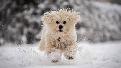 Кинолог назвал самые распространенные травмы у собак зимой