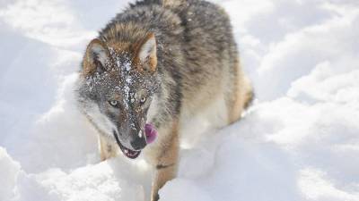 В Подмосковье ищут сбежавшего от хозяина метиса волка и собаки