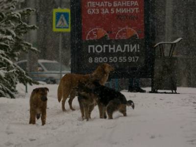 В Башкирии утвердили нормативы для отлова собак и кошек с улиц