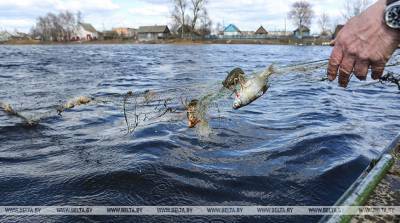 В 2020 году в Витебской области инспекторы изъяли 65 км рыболовных сетей