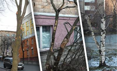 Неужели наши чиновники хотят видеть Петрозаводск уродливым, лысым и серым?! Разоблачающие фотографии