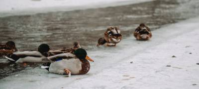 "Птицы покрылись сосульками": жители Петрозаводска собираются спасать уток от смерти на морозе