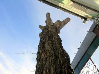 Главные события Одессы 14 января: ледяная угроза и печальная участь легендарного дерева