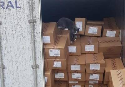 Кот из Украины добрался до Израиля в металлическом контейнере, три недели питаясь конфетами
