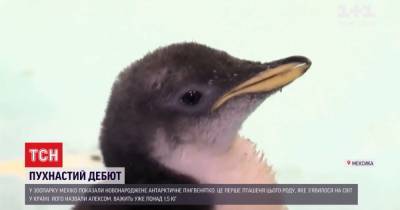 Пушистый дебют: в Мексике показали первого новорожденного пингвиненка в стране (видео)