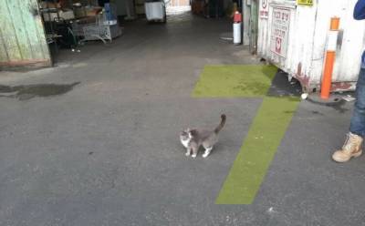 Одесская кошка пережила 3-недельный «круиз» в Израиль в контейнере с конфетами (фото)